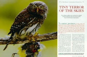 pygmy-owl