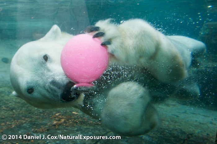 Polar Bears Have Smelly Feet