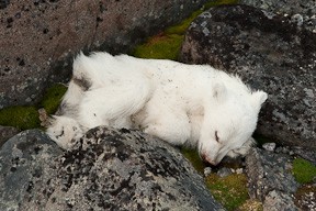the lifeless body of a cub of the year lies in the moss