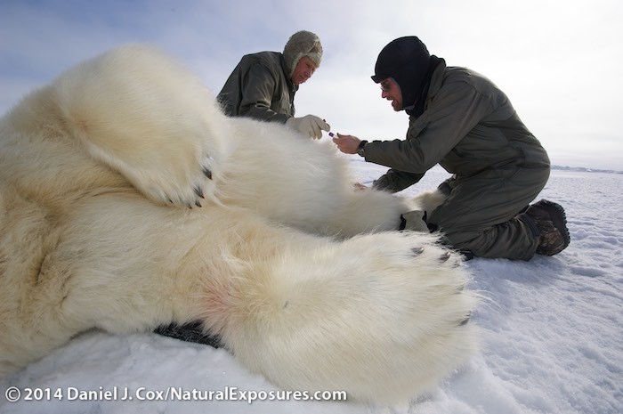 Steve Amstrup and Geoff York, Polar Bears International biologists, taking field data from an immobilized large male polar bear on the Beaufort Sea.