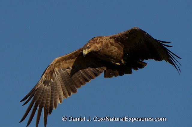 A Tawny Eagle flies over head. Masai Mara Game Reserve, Kenya. 