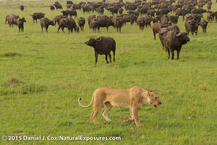 A female lion retreats from the approaching buffalo heard that are coming to investigate the dead calf the lions killed earlier. Masai Mara Game Reserve, Kenya