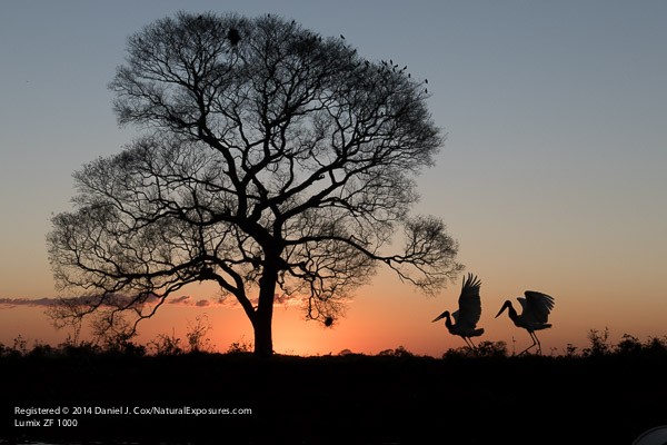 The Lumix Diaries: Adventures in the Pantanal