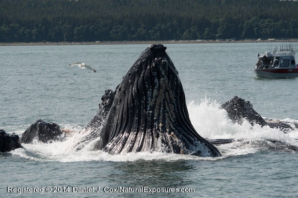 A boat looks on as a group of Humpback Whales finish a bubble net feed. Lumix GH4 with 100-300mm lens