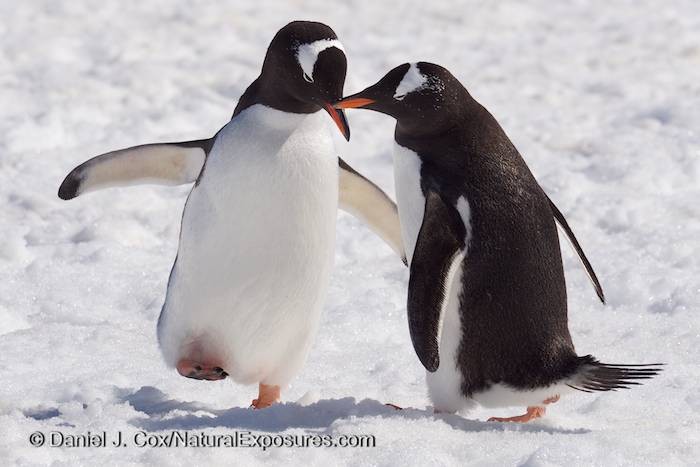 Pair of Gentoo Penguins on Cuverville Island. Antarctica. Lumix GH3.