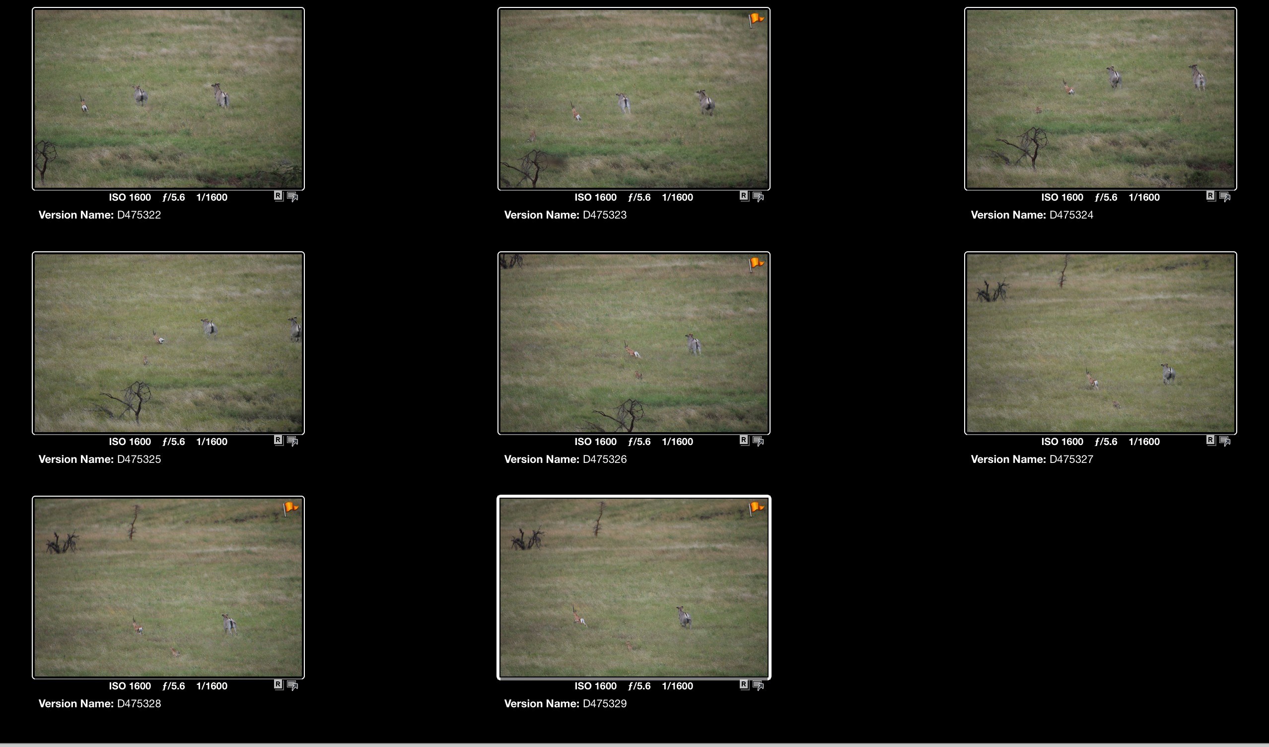 The cheetah hunt takes place late in the evening. The distance of the chase and the color of the cheetah made it difficult to keep the chase properly composed since I couldn't even see the cheetah in the Electronic Viewfinder. The GH3 could really use an EVF at least as good as what seems to on the rear panel LCD. 