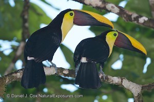 A mating pair of chestnut-mandibled toucans.