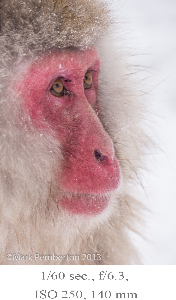snow monkey