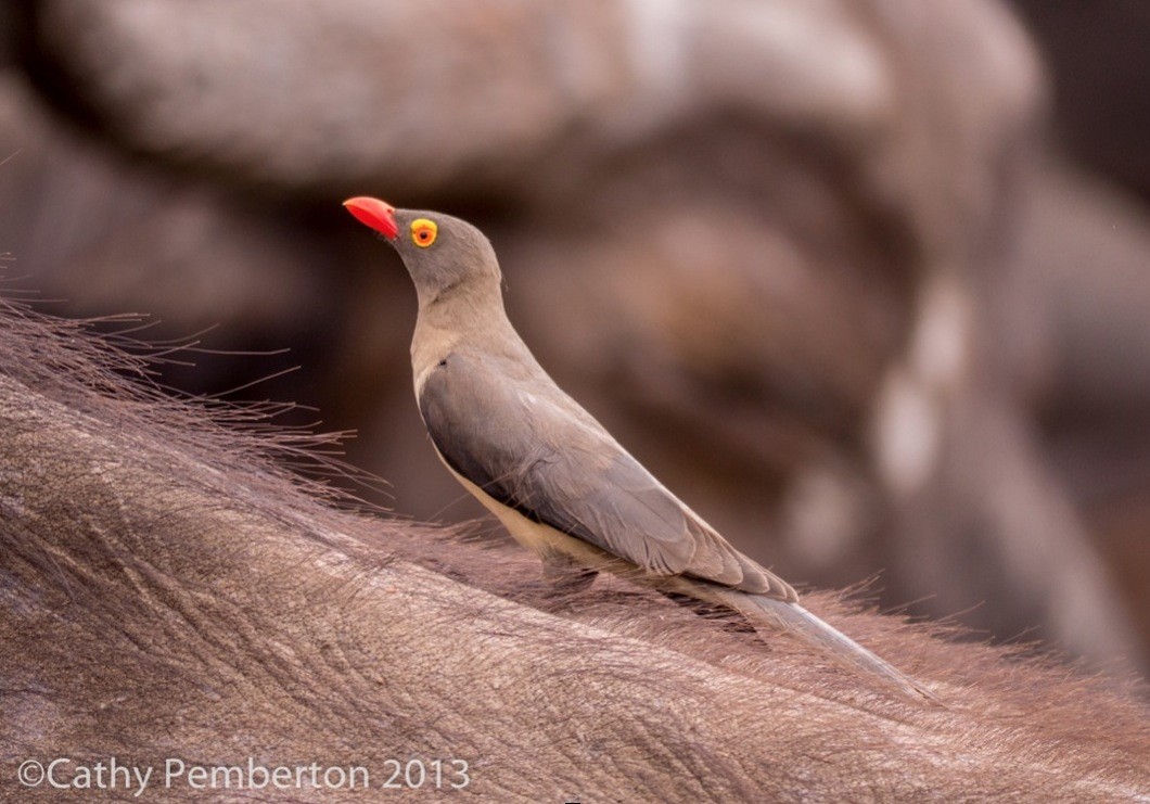 Cathy get close to a red-billed oxpecker with the 100-300mm zoom.