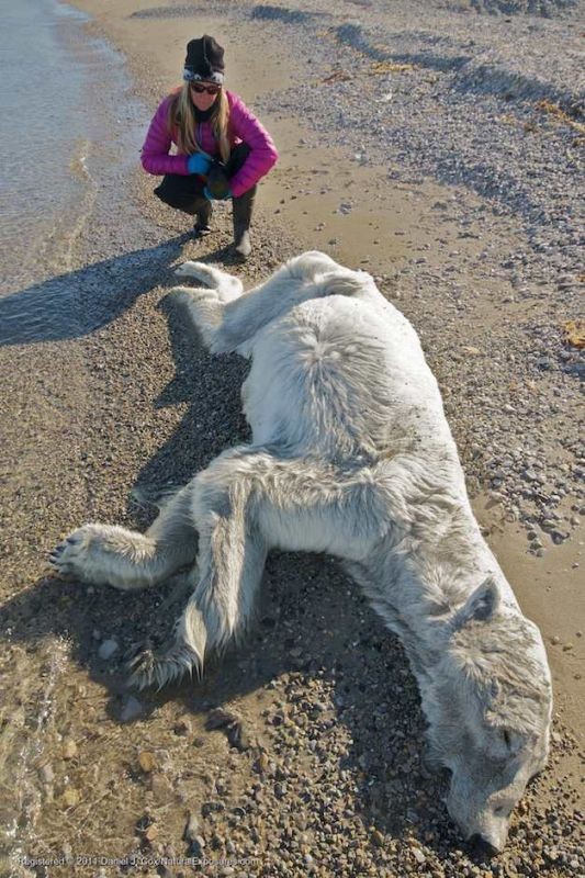 D318330 JoAnne Simerson, a polar bear specialist with the San Diego Zoo checks the remains of a dead polar bear.