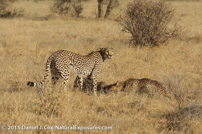 The mother cheetah stands over her two cubs as they begin to feed. Samburu Nationa Reserve, Kenya Lumix GH4 with Olympus 40-150mm F/2.8