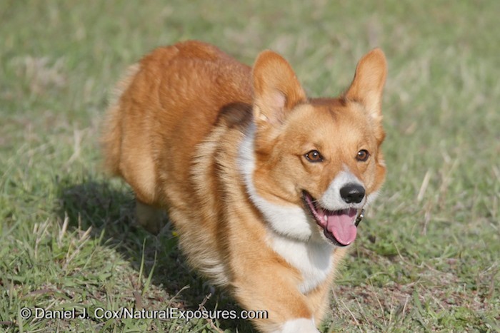 Panasonic Lumix GH4 & The Speeding Pooch Test