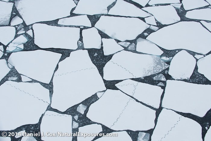 Polar Bear tracks crossing broken ice in the Beaufort Sea. Arctic Ocean.
