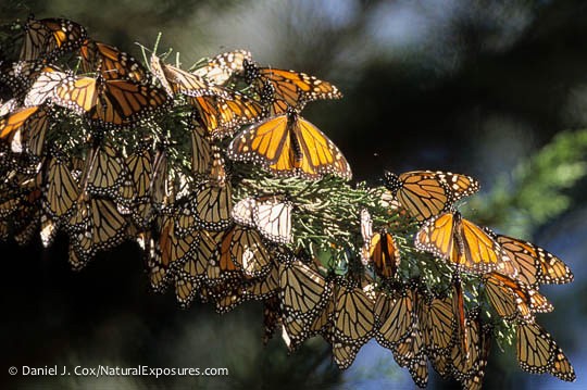 Weird Weather Map Cloud = Monarchs