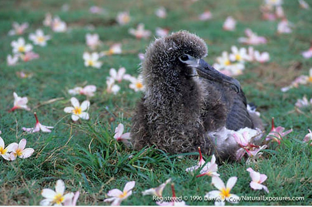 Midway Island – The Garbage Island