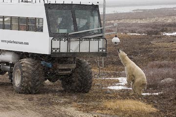 curious-bear-looking-at-cam