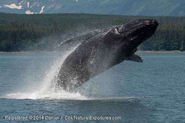 A massive adult Humpback whale comes nearly completely out of the water in a spectacular breach. Lumix GH4 with 100-300mm zoom.