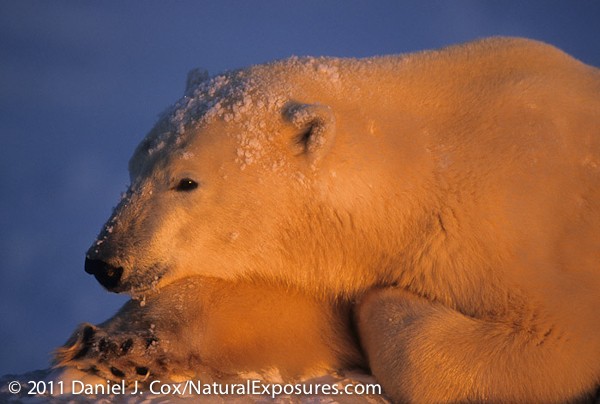 Polar Evening