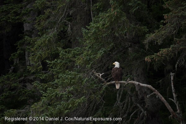 A beautiful bald eagle hangs out in the trees on the shores of Stephen's Passage waiting for salmon. SE Alaska. Lumix GH4 with 100-300mm lens.