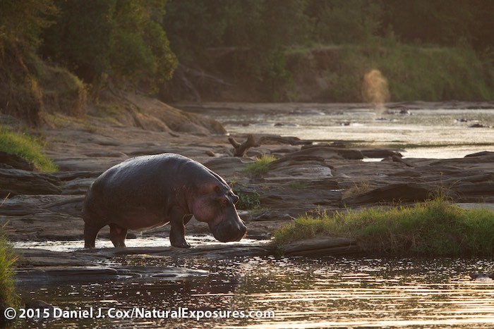 Hippopotamus, a dominant male moves from one pool to the next on the Olarorok river, Masai Mara Game Reserve, Kenya