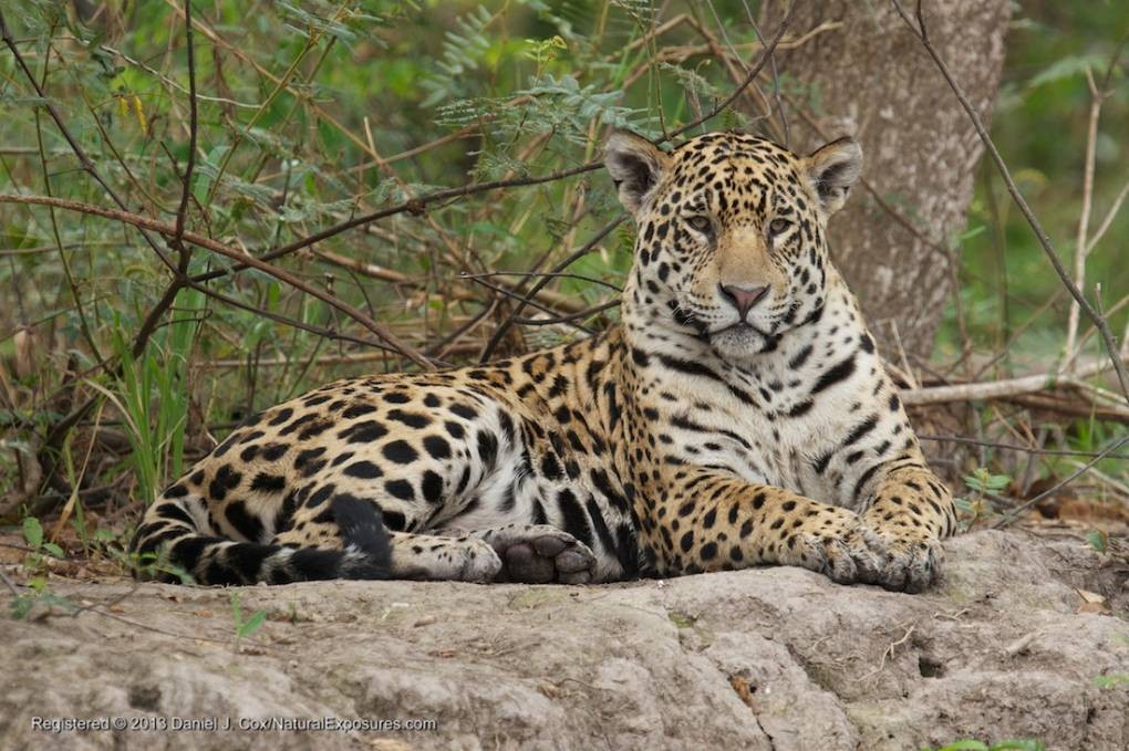 Jaguars & Other Wildlife of the Pantanal