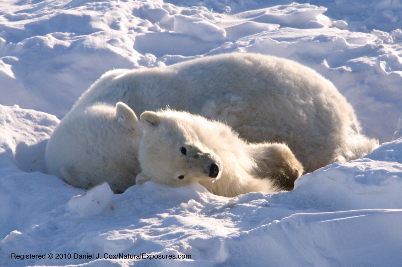 Starving Polar Bear Family