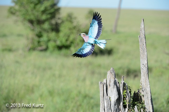 Fred Kurtz captured the beauty of the lilac breasted roller as it jumped from it's perch to fly off. 