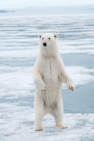 A polar bear stands to get a better look us on the ship