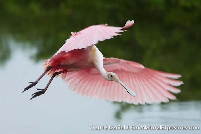 One Year Shooting the Panasonic Lumix GH4 Review