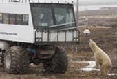 bearsniffingbuggy