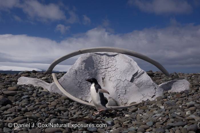 Seabourn Quest Cruise to Antarctica: Adelie Penguin on King George Island