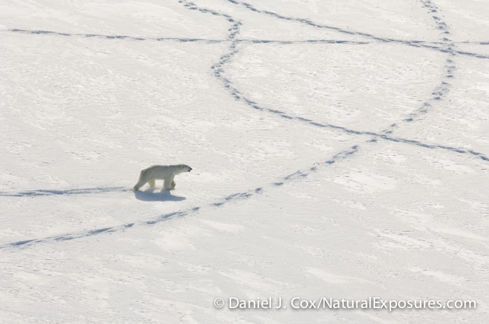 A polar bear wanders the ice of the Beaufort Sea in search of a female. 
