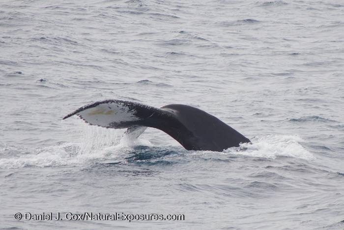 Humpback whale traveling along the Gerlache Strait. Lumix GH3.