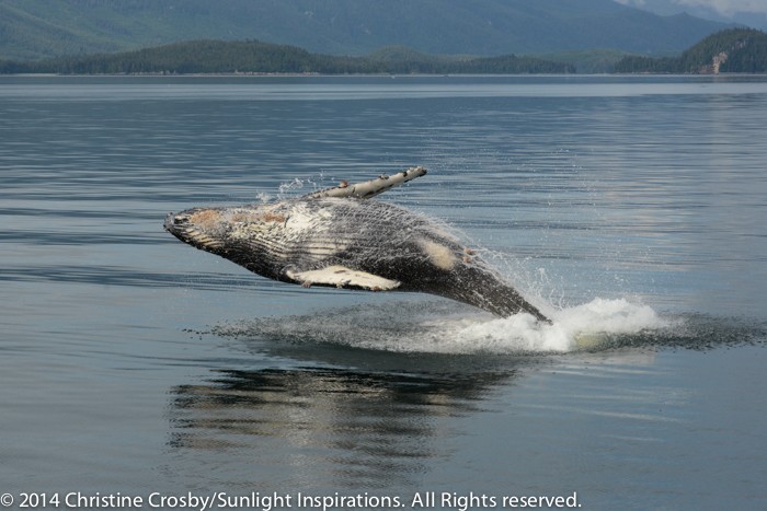 Natural Exposures Explorer Christina Crosby nails the shot using her Nikon D610 and the new 80-400mm zoom. Nice job Chrisina. You should be very proud. I know I am and amazingly virtually everybody else on the boat got the same picture. I honestly couldn't be happier. I love it when others are able to make it all come together when that exact moment present itself.