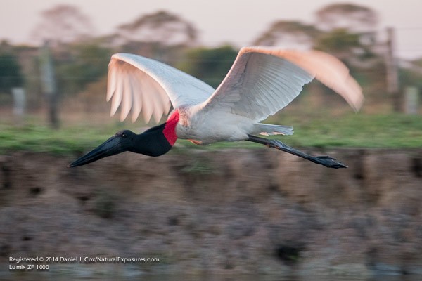 Jabaru stork in flight over the river near our lodge. Pantanal. Brazil. Lumix ZX1000