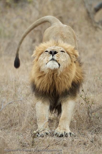 A large male lion stretches after his afternoon nap, ready to head off in tot he bush for the nights hunt.