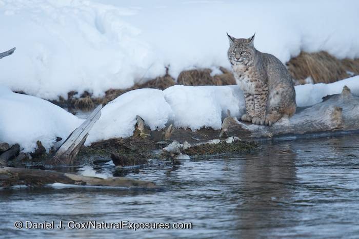 2014 Yellowstone Winter Photo Tours Slideshow