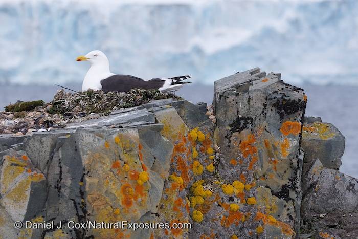 Kelp Gull Nesting on Lichen Colored Rock