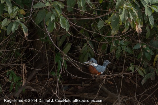A Kinfisher sitting on a branch overhanging the  Pixaima River. Lumix FZ1000 shot at 2000 ISO