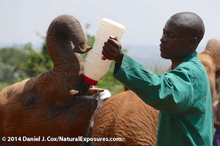 Orphaned baby elephants being fed large bottles of milk at the The David Sheldrick Wildlife Trust elephant Orphaned near Nairobi, Kenya