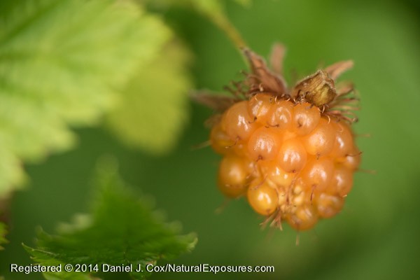A salmon berry glows bright orange indicating it's ripe and ready to be eaten, most likely by an animal. Lumix GH4 with and 45mm Leica Macro-Elimart with Kenko extension tubes.