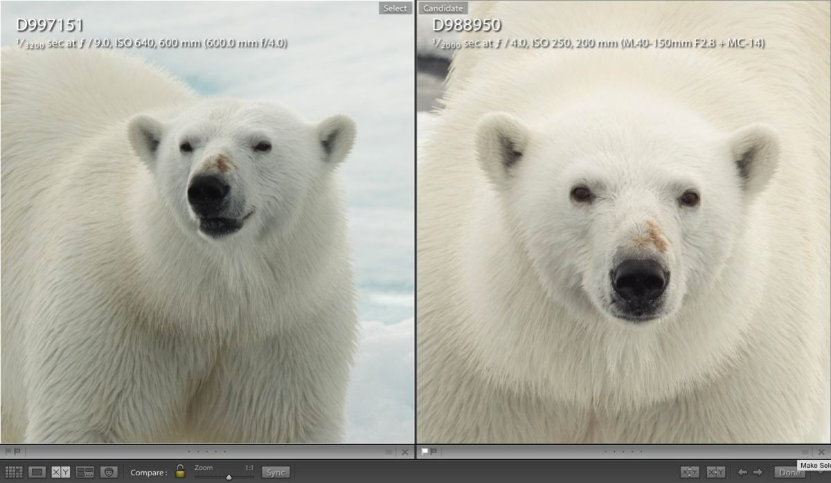Once again these are 100% enlargements in Lightroom. the image on the left is the Nikon D4 with the 600mm F/4 and the image on the right is the Lumix GH4 with the 40-150mm F/2.8 with the 1.4X teleconverter. Nikon price tag about $19,000. Price of the Lumix and Olympus combination about $3200. Wow, again hard to believe.