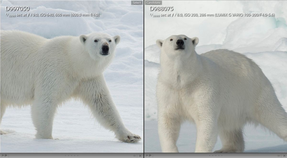 An unscientific, in the field comparison of Nikon D4 using the $12,000 600mm F/4 lens and the Lumix GH4 with the 100-300mm zoom. Both these images are enlarged to 100% in Lightroom. Keep in mind that the image on the left was shot with a $7000.. camera and $12,000 lens. The image on the right was shot with a $1500.00 camera and a $499.00 lens. Both have a small amount of sharpening but the amount was the exact same for each image.