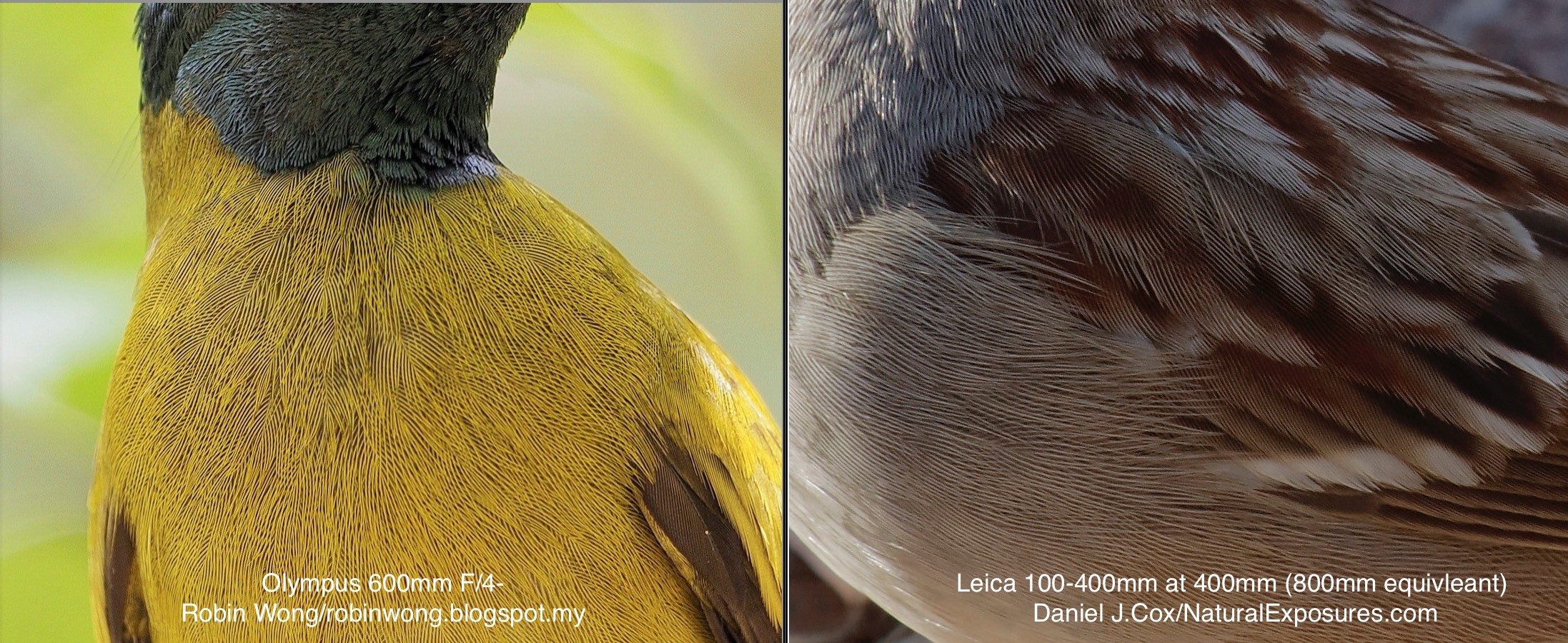 Very unscientific comparison of the new Olympus 600mm F/4 and the new Leica 100-400mm zoom. 