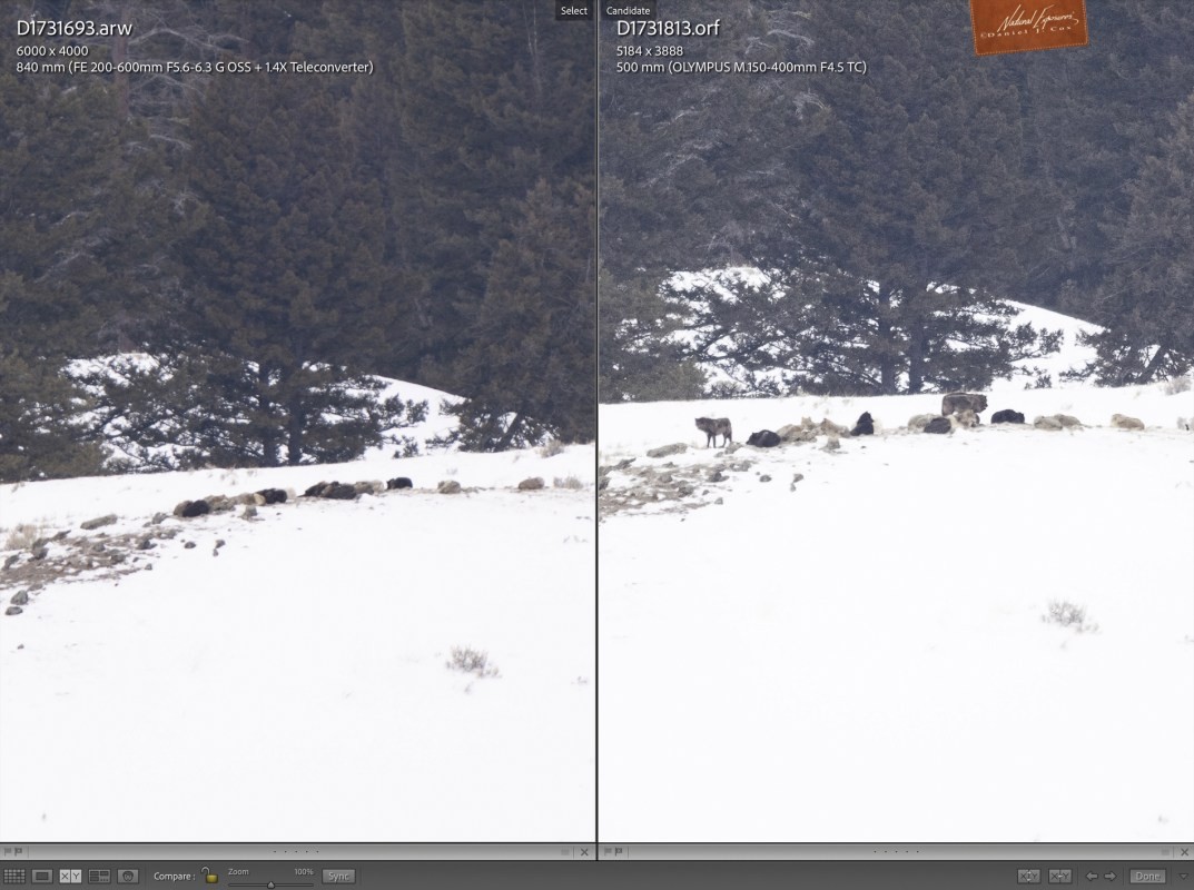 Olympus 150-400mm & Sony 200-600mm Comparison
