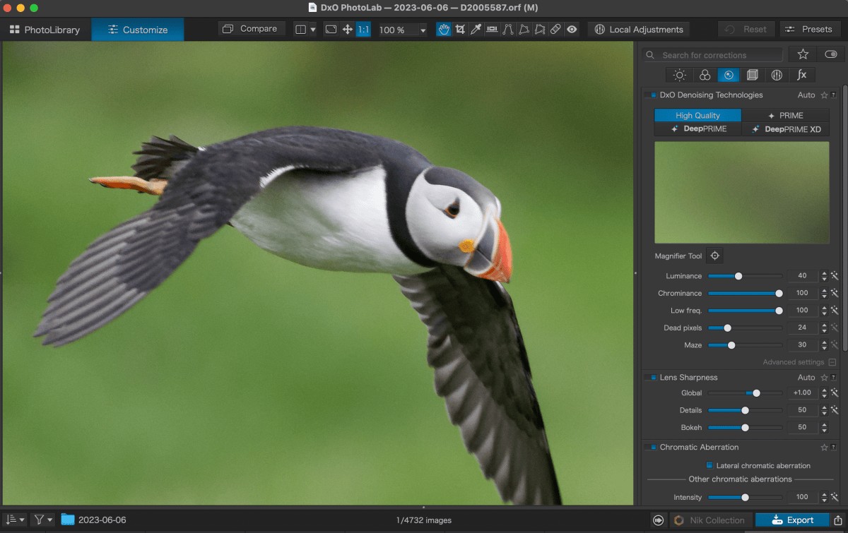 View of puffin in flight 