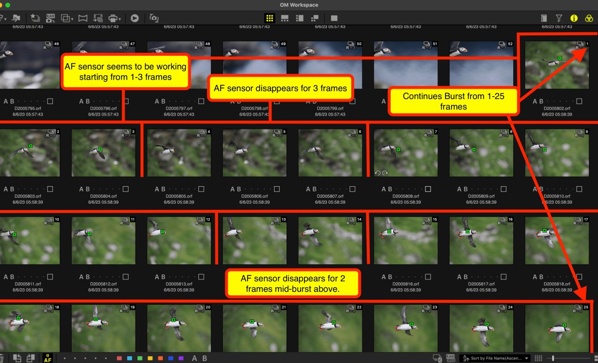 Checking accuracy of autofocus for birds flight