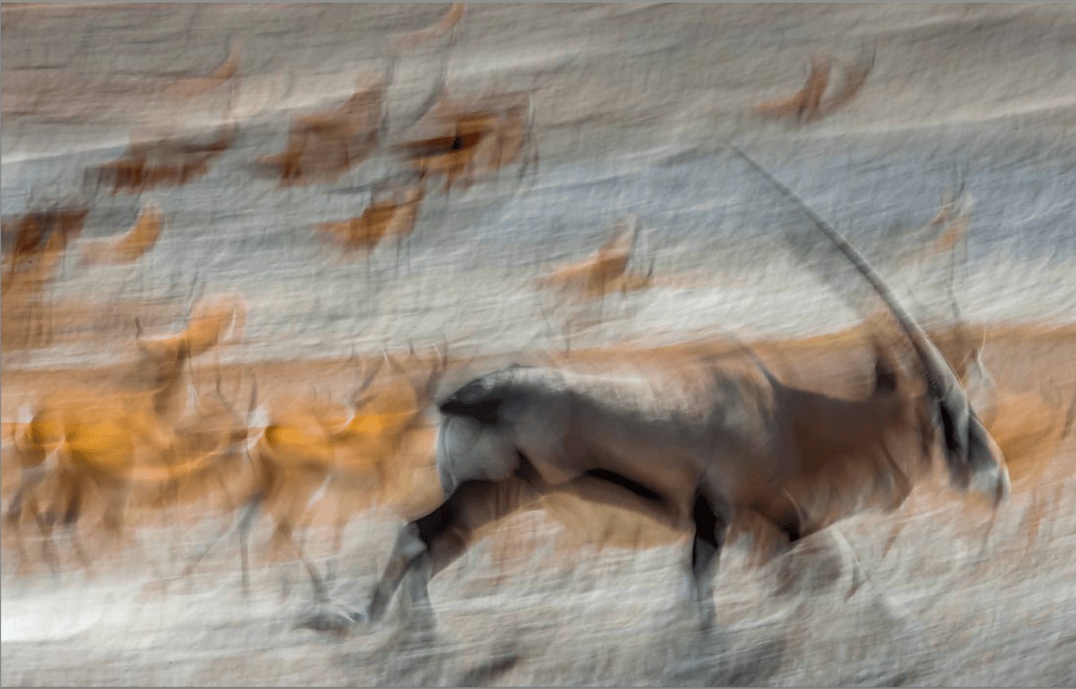 Art Wolfe's Wild Lives 