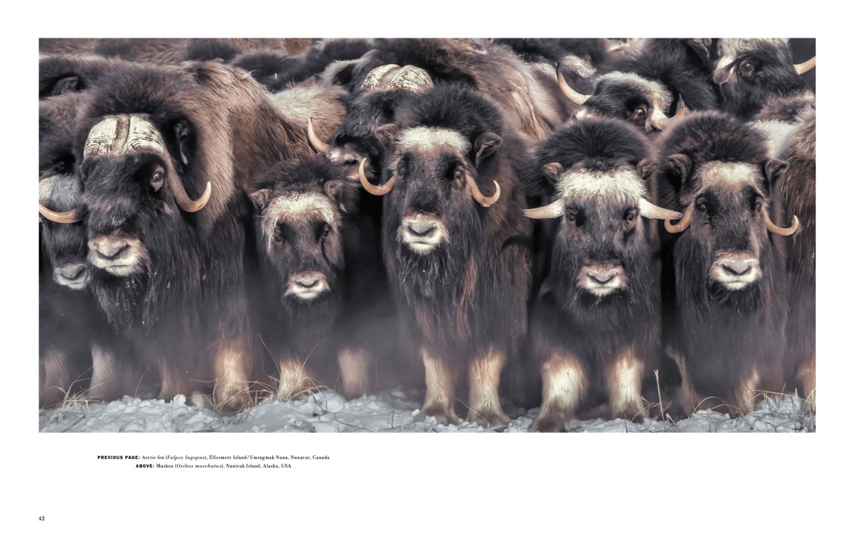 Art Wolfe's Wild Lives 