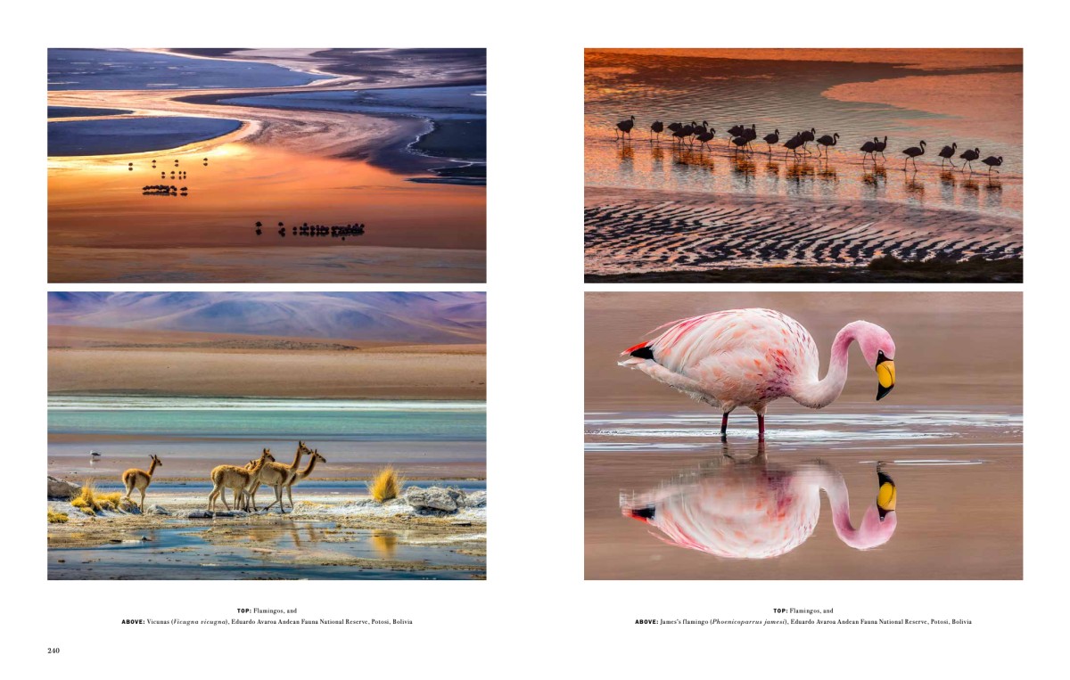 Art Wolfe's Wild Lives 